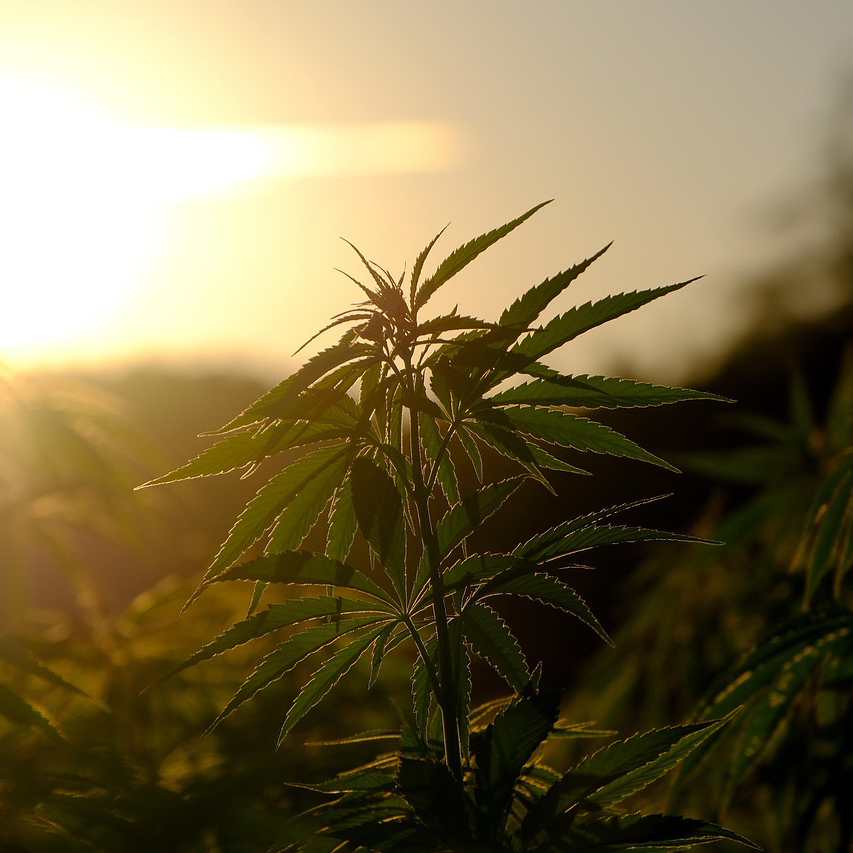 Is Hemp Sustainable?